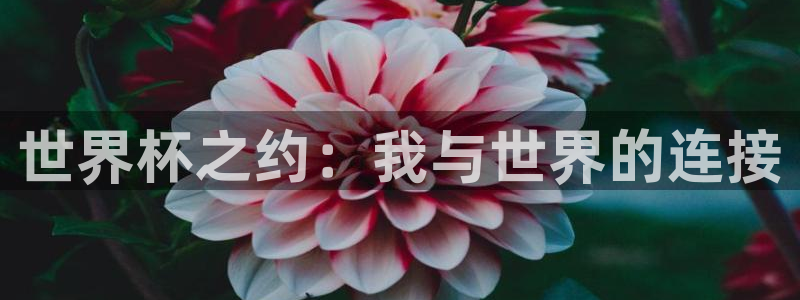 世界杯预选赛赛程:世界杯之约:我与世界的连接